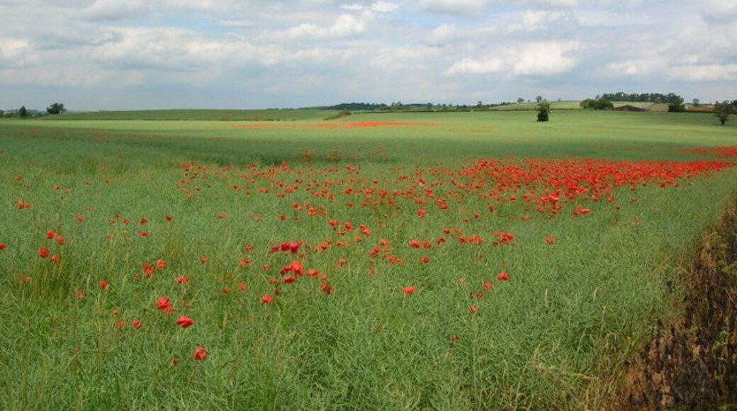 Foto “Crambe” tomada por DS Pugh (CC BY-SA); recorte de la original