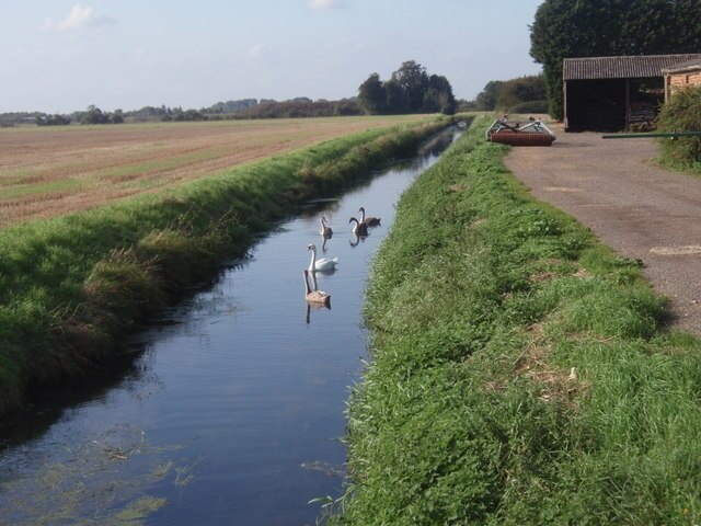 Swans by Gibbs Farm A swan with its cygnets on swimming in a drain beside Gibbs Farm, southern Langtoft.