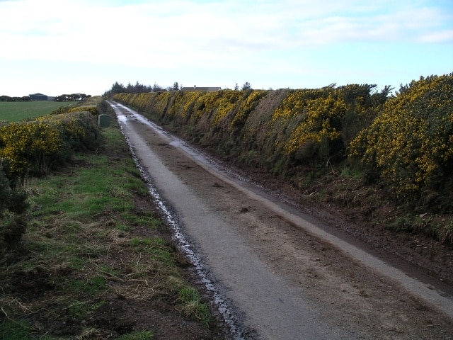 Gorse hedge near Pilmuir Farm. Lining the single track road to Westloch House and Westerside.