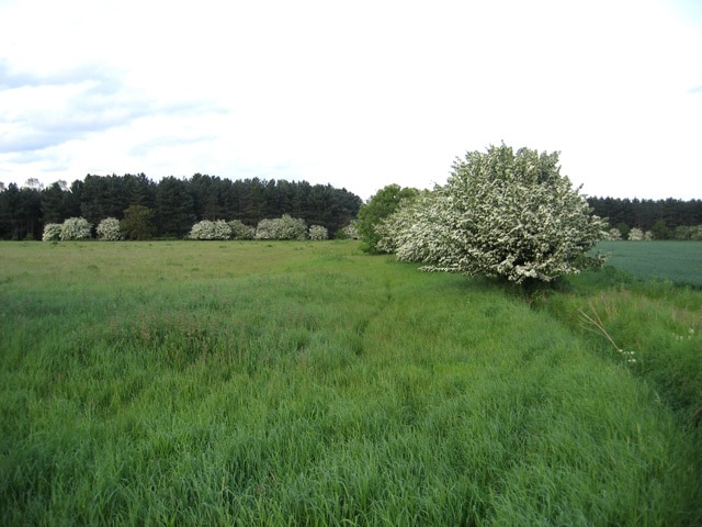 Coniferous plantation, Stanford, Beds. from the B658 Shefford Road.