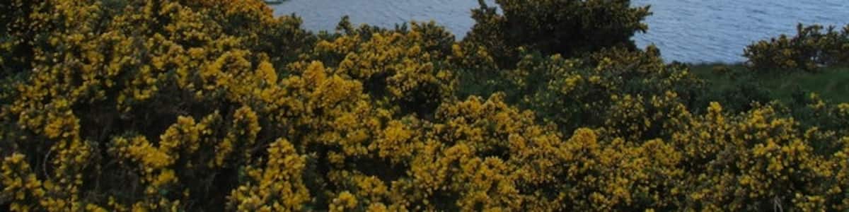Photo "Catacol Bay. Just N of Fairhaven." by Steve Partridge (Creative Commons Attribution-Share Alike 2.0) / Cropped from original