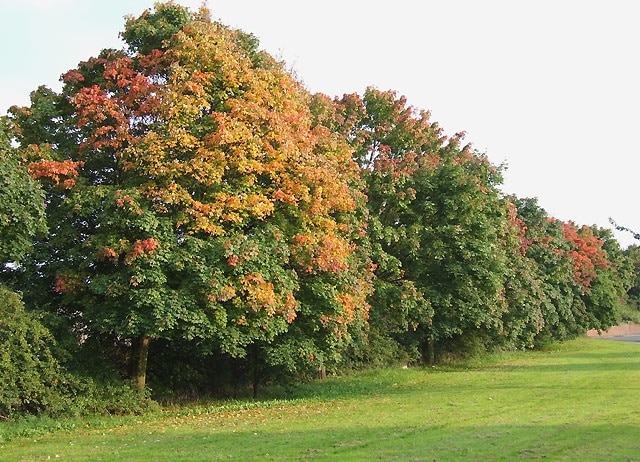 Maple trees by the A449 at Wall Heath, West Midlands This row of trees, mainly maples, gives a lovely display every year, best seen in early evening autumn sunshine.