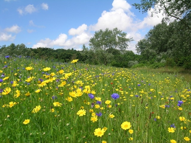 "Innospec Meadow" This piece of Council land near Rivacre Brook has been planted with wild flowers by pupils of Rivacre Valley Primary School and Innospec Employees, a local chemical company, as part of a Mersey Basin Campaign and as part of Innospecs ISO14001 programme.