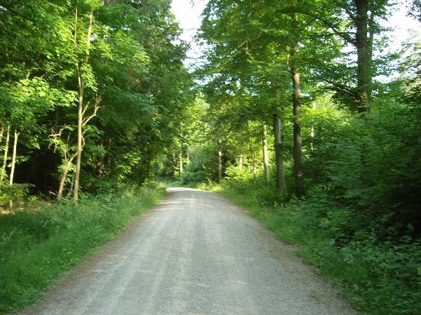 Bildhäuser Wald