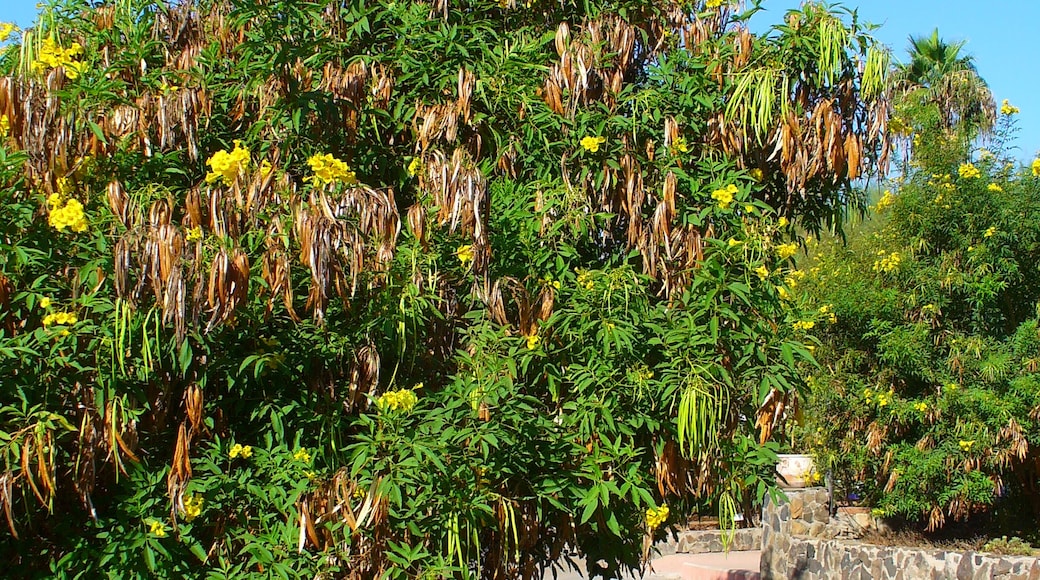 Foto "Campo Internacional Maspalomas" di H. Zell (CC BY-SA) / Ritaglio dell’originale