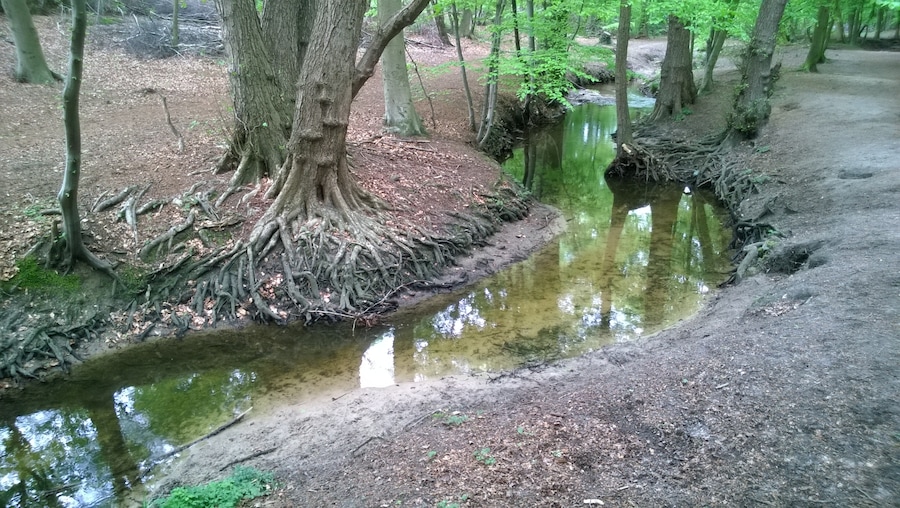 Die Beckedorfer Beeke in Schwanewede-Beckedorf