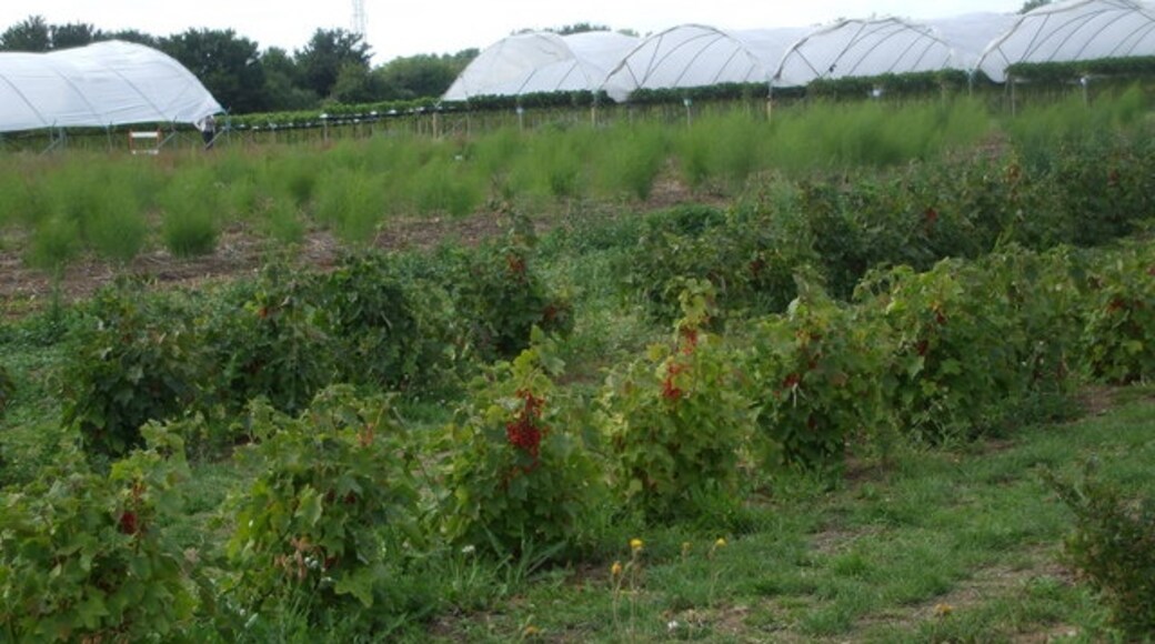 "Newton and Little Oakley"-foto av nick macneill (CC BY-SA) / Urklipp från original