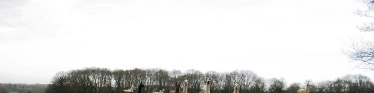 Photo "Llamas near Howick Farm" by Dave Spicer (Creative Commons Attribution-Share Alike 2.0) / Cropped from original