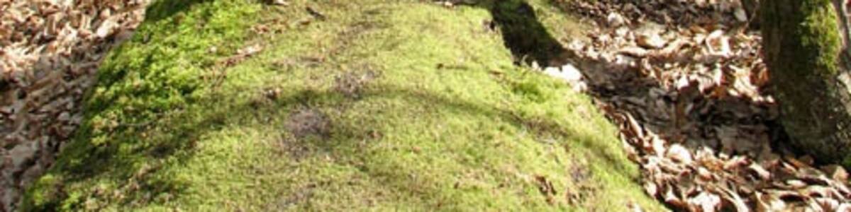 Photo "A moss-covered ridge boundary One of the old ridge boundaries which can still be found in Houghen Plantation. Houghen Plantation - a woodland consisting of sections of conifers alternating with birch and sweet chestnut trees, interspersed by the occasional ancient oak - borders onto St Faith's Common and the B1149 (Holt Road) in the northeast and onto Dole Plantation and Drayton Dewray in the southwest. The woodland offers a wide range of footpaths, cycle paths and horse rides. It is traversed by an ancient lane which links the public bridleway turning off Bilney Lane in the village of Felthorpe with Sandy Lane just north of the village of Horsford." by Evelyn Simak (Creative Commons Attribution-Share Alike 2.0) / Cropped from original