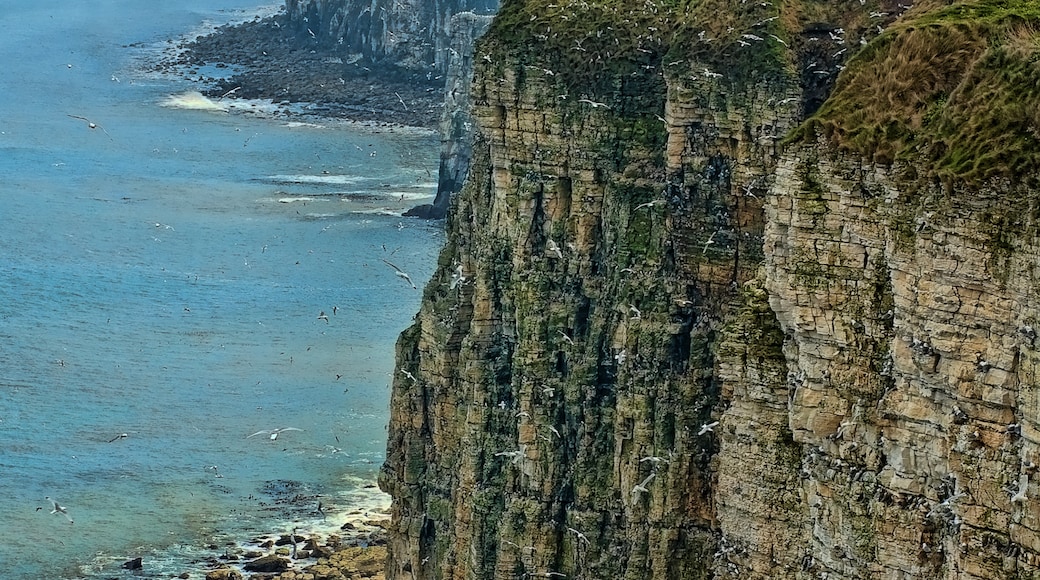 Photo "Bempton Cliffs" by Thomas Tolkien (CC BY) / Cropped from original