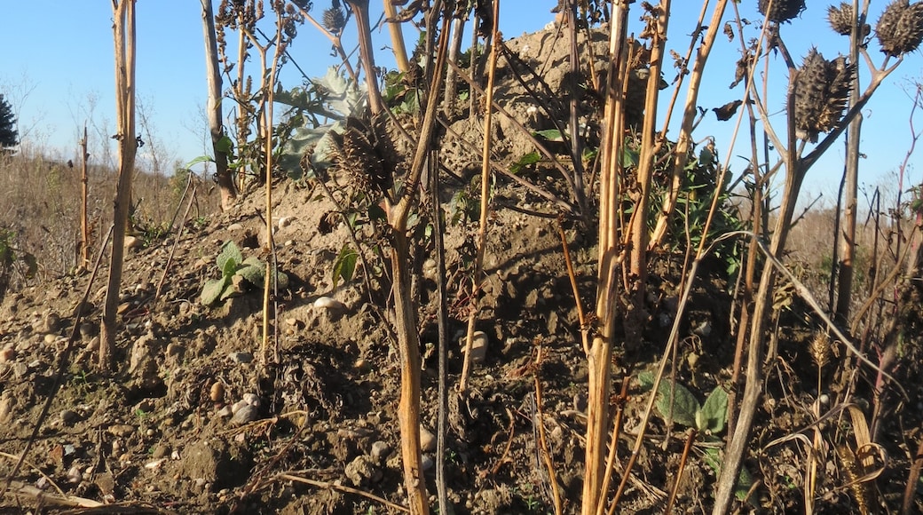 Gemeiner Stechapfel (Datura stramonium) auf einem kleinen Sandtrockenrasen-Biotop bei Neulußheim (Gemarkung Altlußheim)