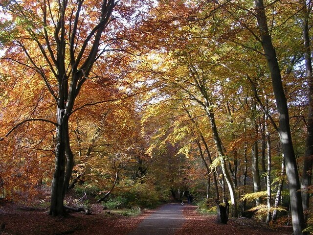 Autumn in Burnham Beeches Looking west on Halse Drive