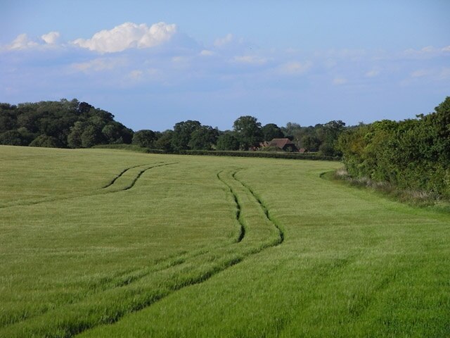 Farmland, Monk Sherborne A crop of barley located within the parish of Monk Sherborne. The hedge to its right is the boundary with Sherborne St John.