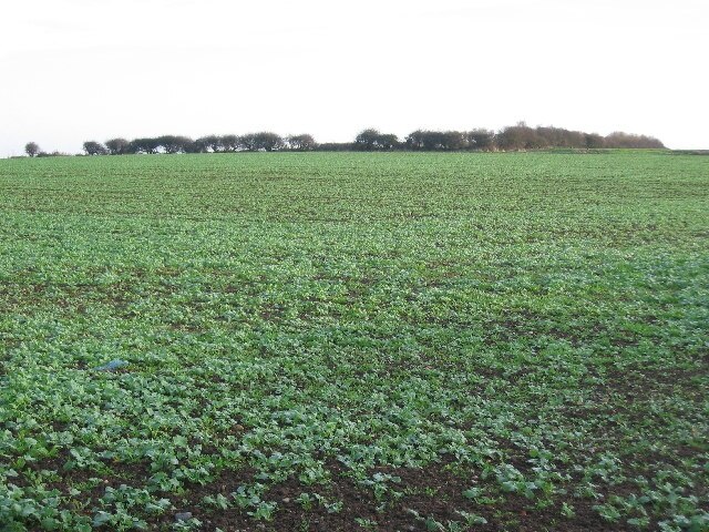 Foto “Atwick” tomada por Stephen Horncastle (CC BY-SA); recorte de la original