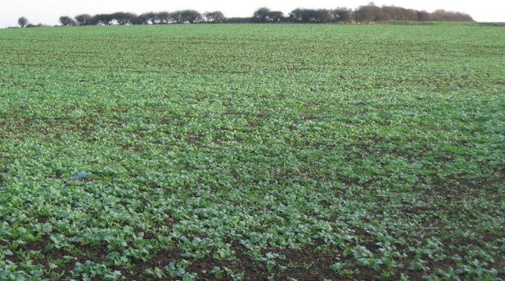 Foto “Atwick” tomada por Stephen Horncastle (CC BY-SA); recorte de la original