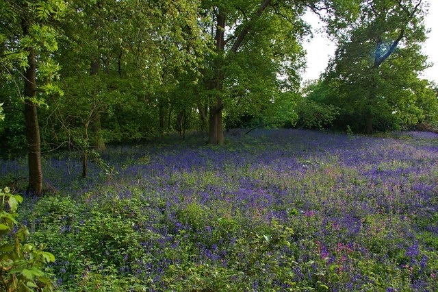 Bluebells in Braxted Park The view over the boundary wall of Braxted Park House Estate