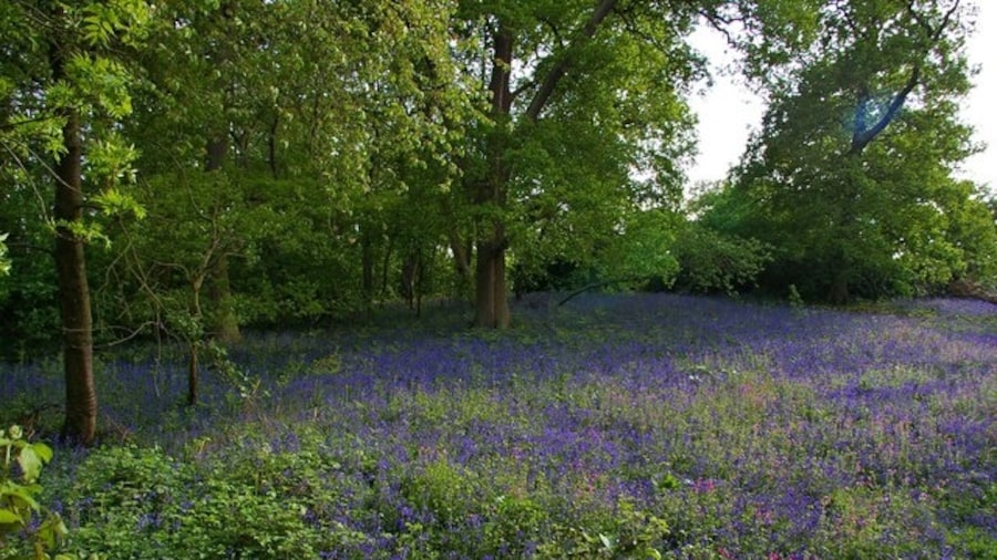 Photo "Bluebells in Braxted Park The view over the boundary wall of Braxted Park House Estate" by Glyn Baker (Creative Commons Attribution-Share Alike 2.0) / Cropped from original