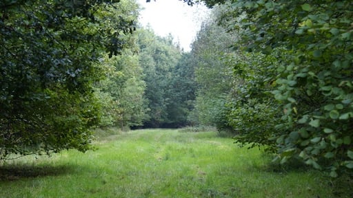 "Worminghall"-foto av Mark Edwards (CC BY-SA) / Urklipp från original