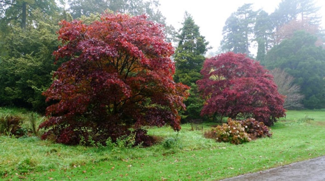 « Batsford Arboretum», photo de Cameraman (CC BY-SA) / rognée de l’originale