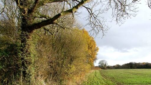 Kuva ”Welton le Marsh” käyttäjältä Dave Hitchborne (CC BY-SA) / rajattu alkuperäisestä kuvasta