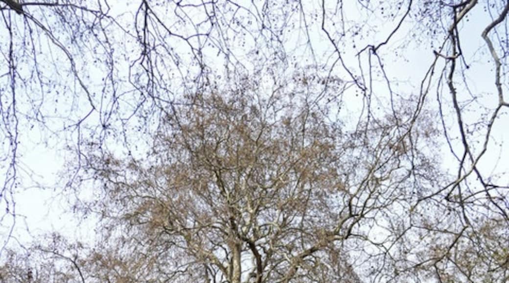 Photo "Lincoln's Inn Fields" by Christine Matthews (CC BY-SA) / Cropped from original