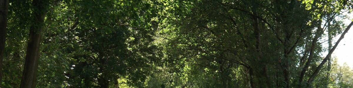 Photo "Torfbahn-Schienen-Idylle" by Siegmar S. (Creative Commons Attribution-Share Alike 3.0) / Cropped from original