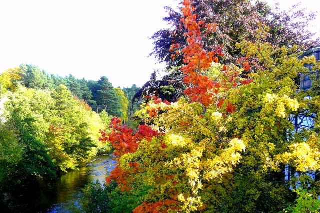 Early Autumn at Carrbridge