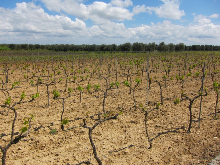 Negroamaro Grapes Growing