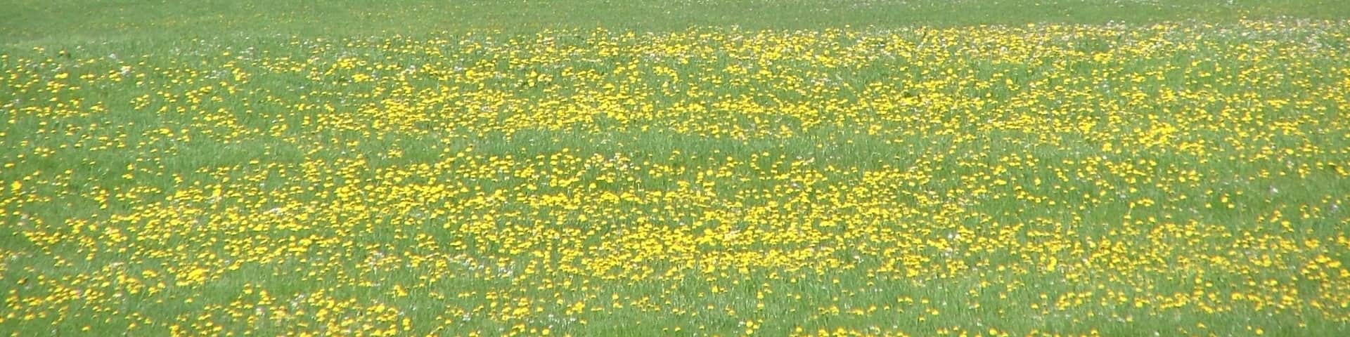 Blick zur Waldkapelle