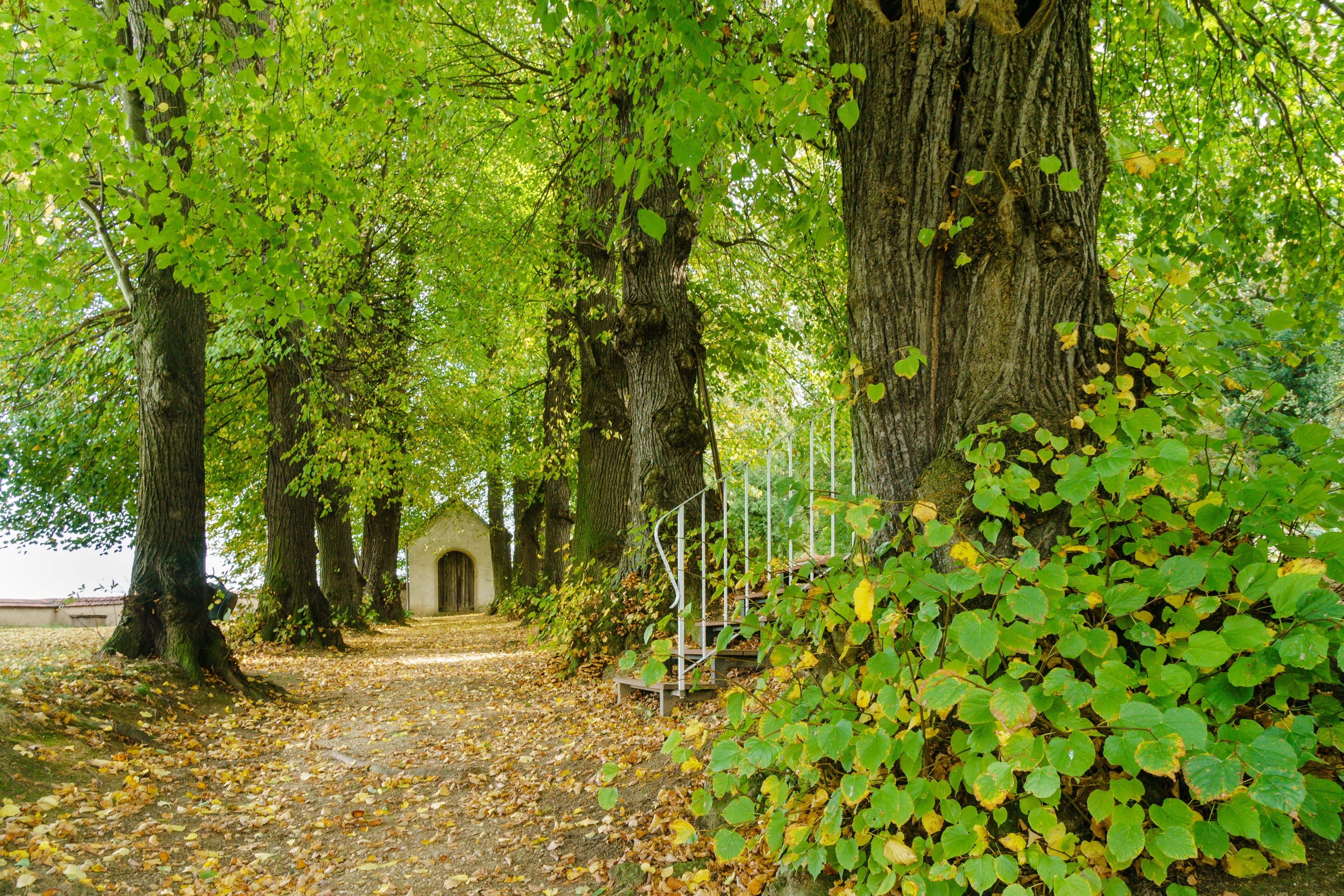 Foto ‘Oschatz’ van Radler59 (CC BY-SA) / bijgesneden versie van origineel