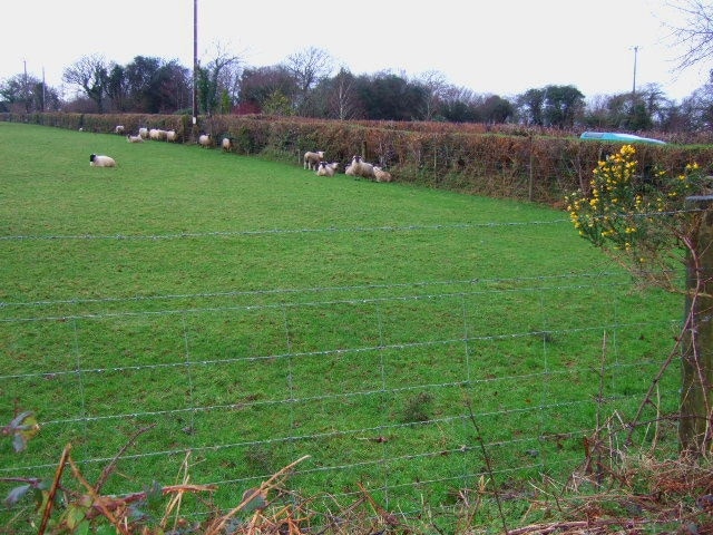 Sheep sheltering Sheep under the hedgeside sheltering from the rain.