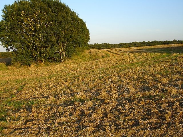 Stubble field near Court Lodge Farm. With the tops of the trees in Hurst Wood visible in the background. Hurst Wood covers the further slope of a steep valley.