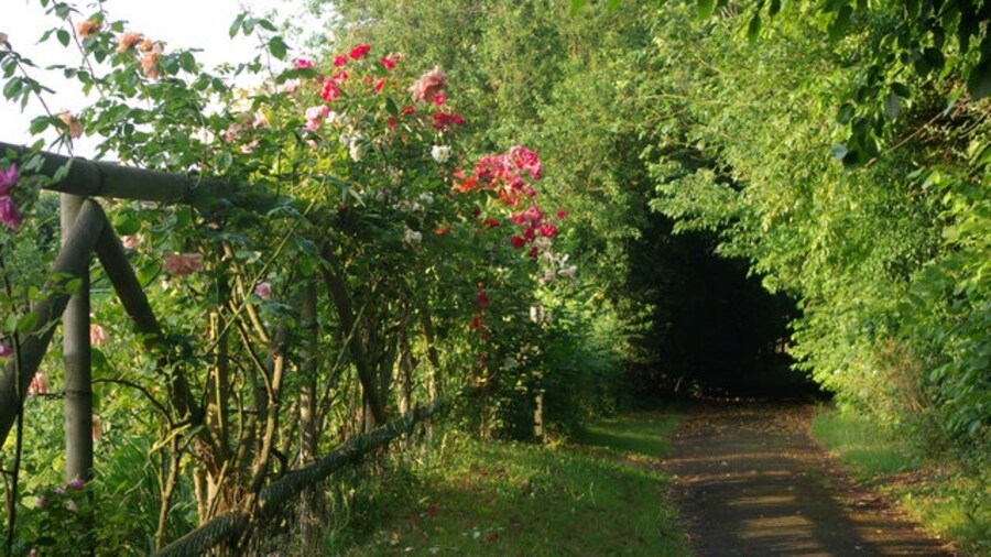 Photo "Path to the church, Lolworth Easier to see than to find, All Saints' Church is accessible via this path from The Green, passing a trellis covered in roses." by Stephen McKay (Creative Commons Attribution-Share Alike 2.0) / Cropped from original