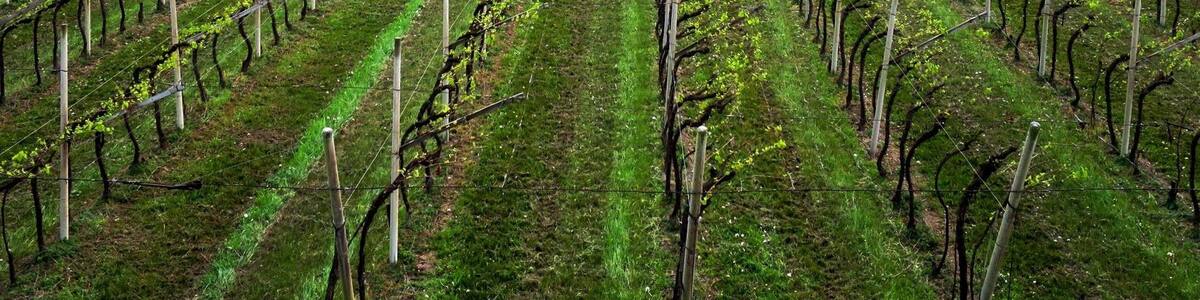 Photo "Perspective on next fall's grape harvest" by Art Anderson (Creative Commons Attribution-Share Alike 3.0) / Cropped from original