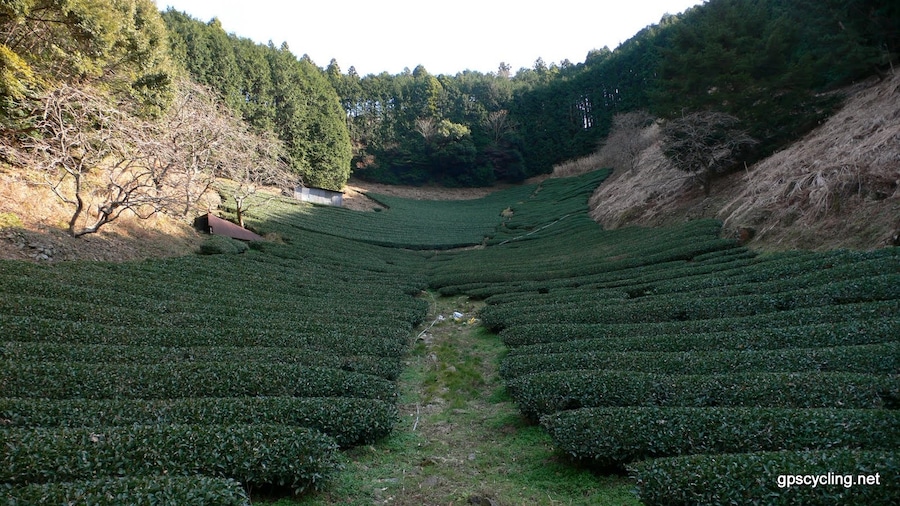 茶畑