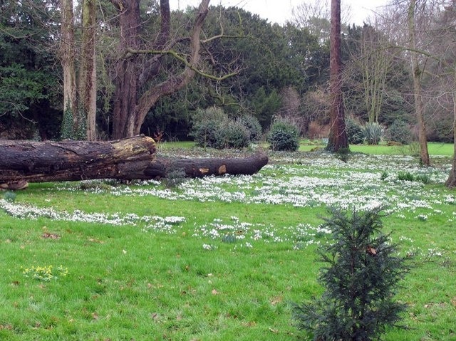 The Abbey grounds, Little Walsingham, Norfolk Snowdrop walk