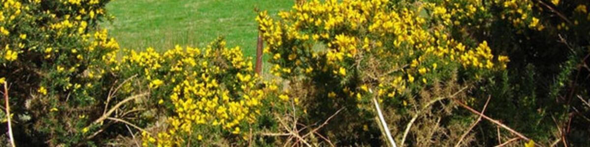 Photo "Beans Hill Low tree covered hill, taken from a no through road." by Alan Findlay (Creative Commons Attribution-Share Alike 2.0) / Cropped from original