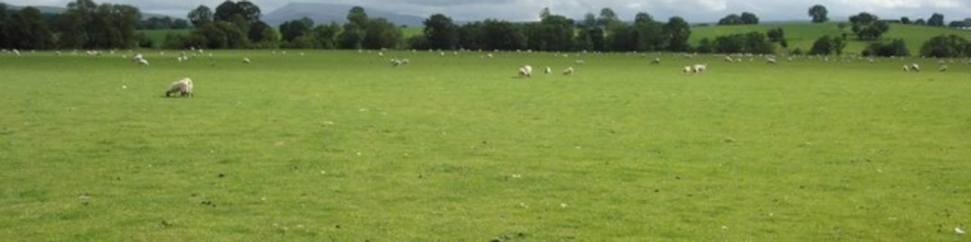 River Belah meadows, looking towards Wild Boar Fell