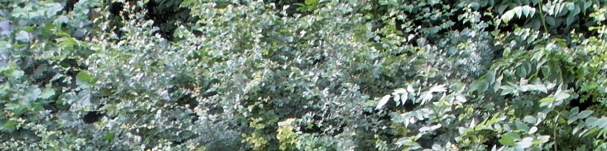 Photo "Überrest des ehemaligen Naturdenkmals ND-H 25 "5 Rosskastanien" (ab 1988: Rosskastanie) am Klosteramthof in Wennigsen in der Region Hannover" by Den man tau (Creative Commons Attribution-Share Alike 4.0) / Cropped from original