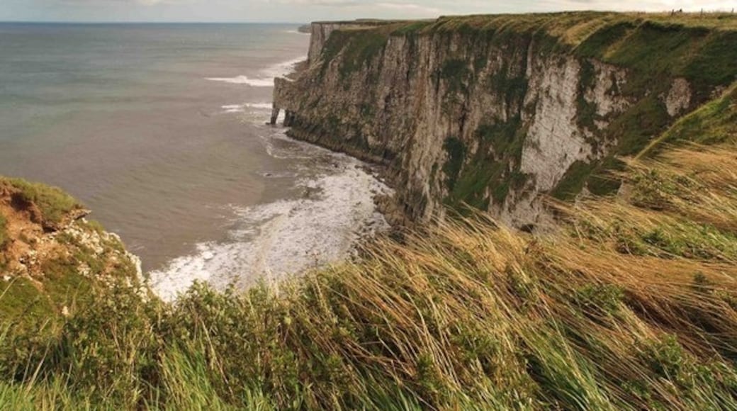Photo "Bempton Cliffs" by Steve F (CC BY-SA) / Cropped from original