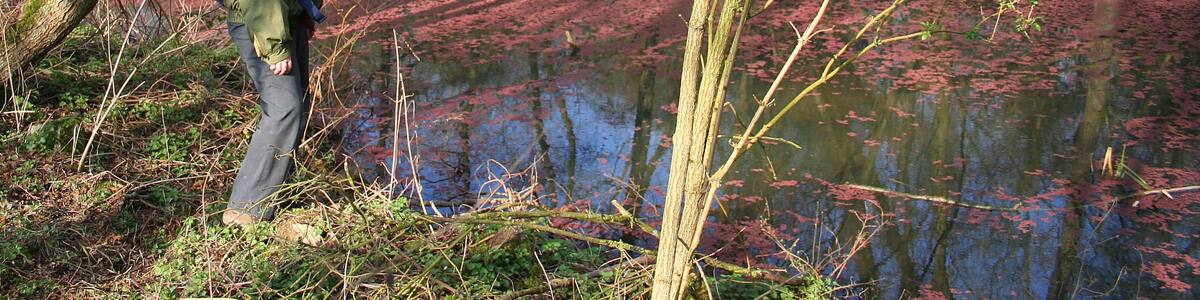 Photo "Harchies (Belgium), Chemin des Maillettes – Little pond in part covered by little parts of poplars male catkins." by Jean-Pol GRANDMONT (Creative Commons Attribution 3.0) / Cropped from original