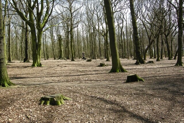 Wickersley Woods. Woodland with a documented history back to 1600 and once a source of charcoal for the emerging local steel smelting industry. Now leased by Wickersley Parish Council and managed with advice from the Forestry Commission. Winner of Best Woodland in Yorkshire award 2007.