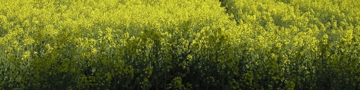 Photo "Rapsfeld in Langenholzen" by Gustav195 (Creative Commons Attribution 3.0) / Cropped from original