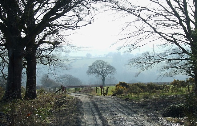 Leaving Deri Lodge Wood, Ceredigion On a late winter afternoon following a glorious day, the lengthening shadows of the woodland fringe contrast with the brightly lit pastures beyond and the developing mists.