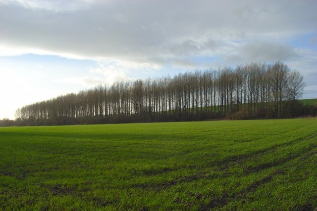 Kuva ”Pyrton” käyttäjältä Andrew Smith (CC BY-SA) / rajattu alkuperäisestä kuvasta