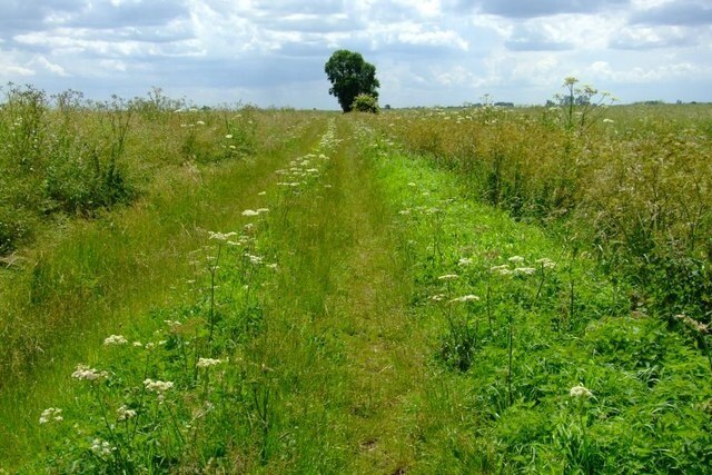 Flower lined Track Summer wild flowers edge the track between fields of Oilseed Rape to the South of Long Drove, Rippingale Fen.