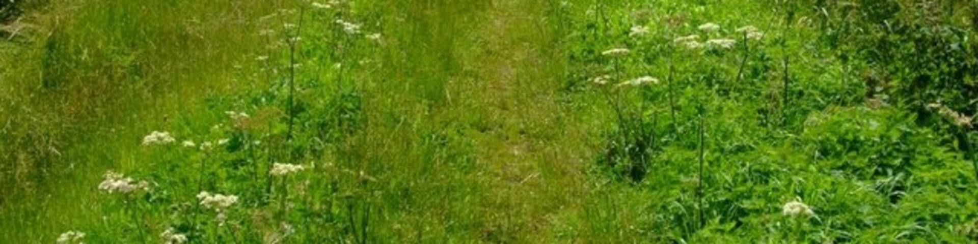 Flower lined Track Summer wild flowers edge the track between fields of Oilseed Rape to the South of Long Drove, Rippingale Fen.