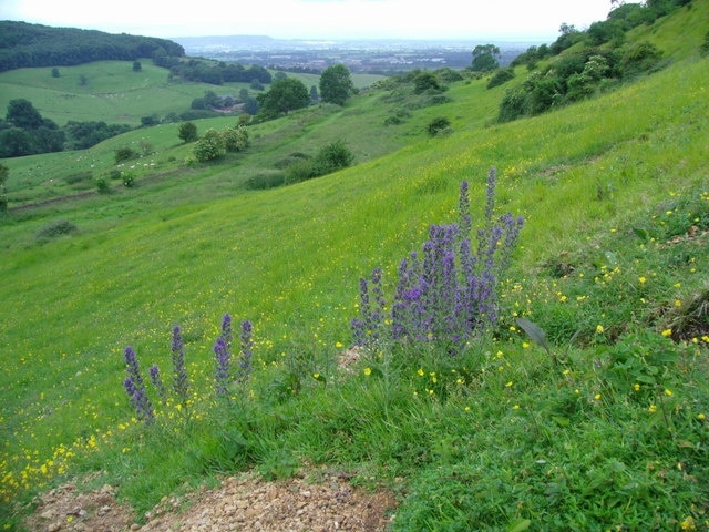 Viper's bugloss and rockrose on steep Cotswold grassland The soil on the slope is very thin and stony, and rabbit diggings are marked by stands of Viper's bugloss. The town in the middle distance is Stonehouse. The hill on the far horizon is Stinchcombe.