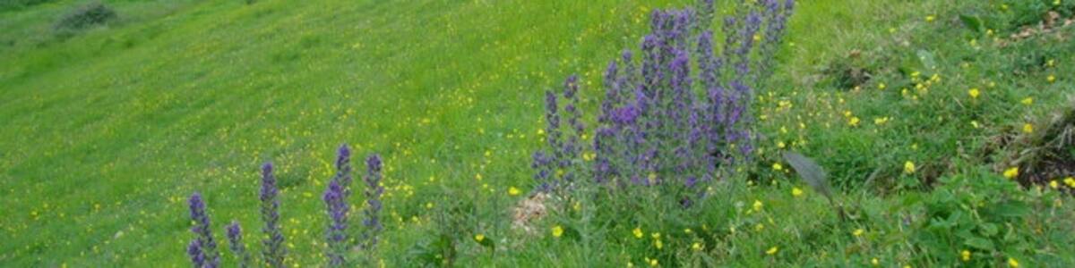 Photo "Viper's bugloss and rockrose on steep Cotswold grassland The soil on the slope is very thin and stony, and rabbit diggings are marked by stands of Viper's bugloss. The town in the middle distance is Stonehouse. The hill on the far horizon is Stinchcombe." by S Gill (Creative Commons Attribution-Share Alike 2.0) / Cropped from original
