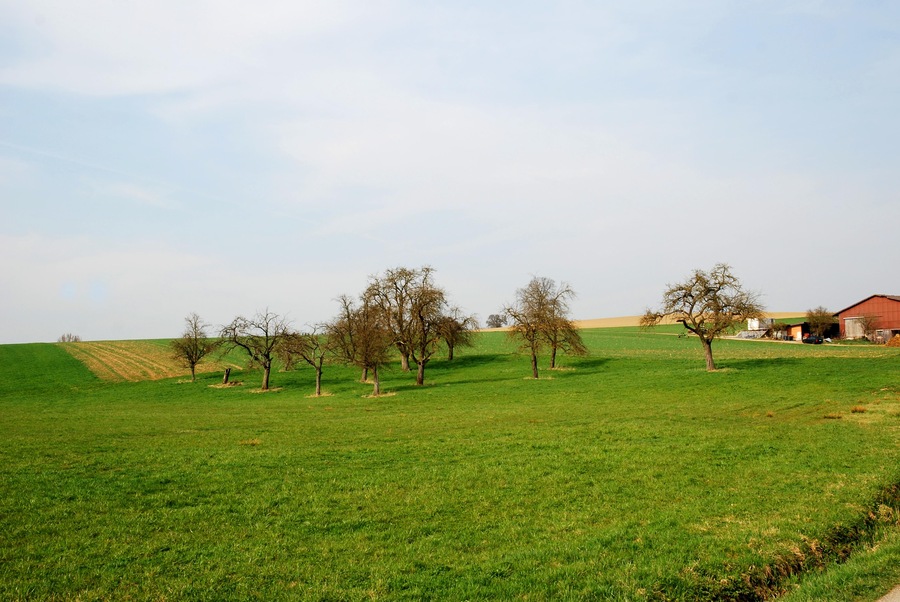 Obstgarten